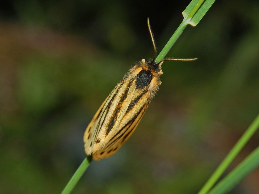 Setina aurita (Arctiidae)